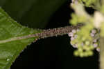 American beautyberry